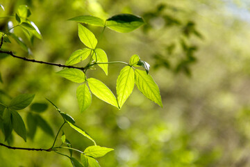 A leafy tree branch with green leaves