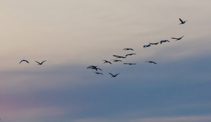 A flock of birds flying in the sky