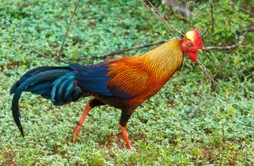 A rooster is walking through a grassy field