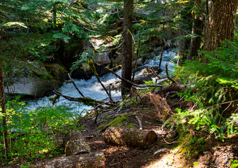 Denny Creek Forest 2