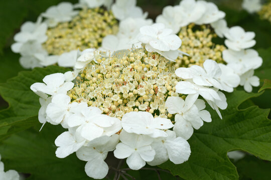 Closeup on the white flowers of the guelder-rose or snowball tree, Viburnum opulus