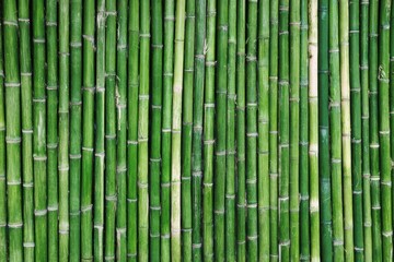 Fototapeta premium Fresh Green Bamboo Stalks Background - Natural Bamboo Fence, Tropical Bamboo Forest, Sustainable Resource, Organic Texture, Vibrant Green Tones Photography