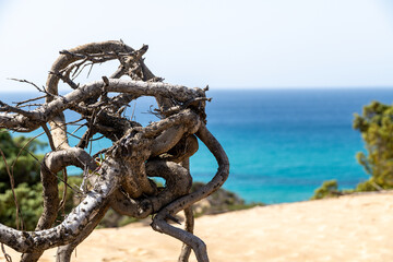 Twisted Coastal Tree Branches Overlooking Portu Maga Sea