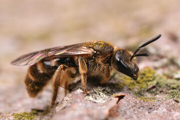 Detailed closeup on a female Common furrwo bee, Lasioglossum calceatum group