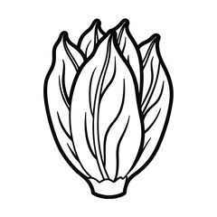 vector illustration of endive