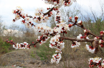 An apricot tree is blooming in the garden