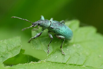 Closeup on a metallic green colored weevil beetle, Phyllobius pomaceus