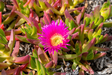 Pink ice plant flower near Portu Maga Sardinia