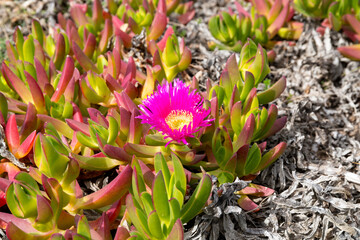 Pink ice plant flower near Portu Maga Sardinia
