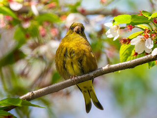 枝にとまるカワラヒワ