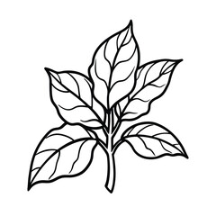 vector illustration of a malabar spinach