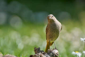 Hausrotschwanz (female)