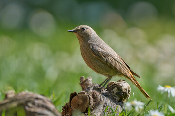 Hausrotschwanz (female)
