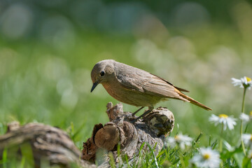 Hausrotschwanz (female)