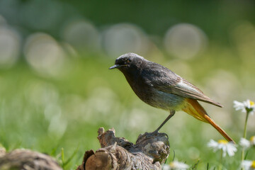 Hausrotschwanz (male)