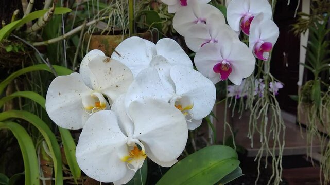 rare beautiful moon orchids are blooming in the morning, 4k high resolution cinematic
