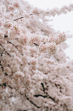 A detailed shot of a branch with dozens of pale pink flowers. The focus is on the natural beauty of the petals, texture, and color harmony.