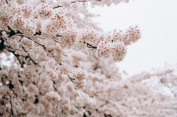  The branches of cherry blossoms are spread out against a clear sky. The contrast of pink and blue creates the effect of airy lightness, spring inspiration and harmony. 