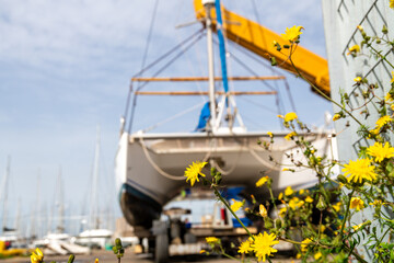 Fototapeta premium Flowers in focus near dry-docked catamaran