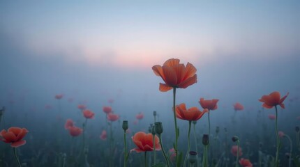 Obraz premium Misty field of poppies at dawn evokes a sense of peaceful solitude and natural beauty landscape.