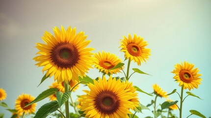 Obraz premium Vibrant sunflowers bloom, their yellow petals radiating warmth under a serene, pastel sky.