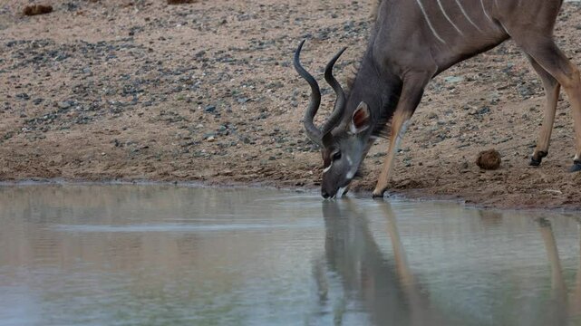 A Kudu bull drinking water.