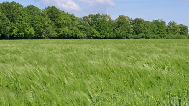 Field of Barley being blown about in the wind. Second week of May, Kent, UK 