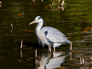 水辺のアオサギ
