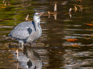 水辺のアオサギ
