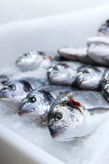 Dorado on ice close-up. Fresh frozen fish in a supermarket. Fish department. Dorado with selective focus. Fish sale. Close-up view of fresh fish on ice shavings
