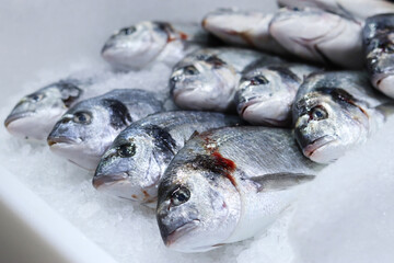 Dorado on ice close-up. Fresh frozen fish in a supermarket. Fish department. Dorado with selective focus. Fish sale. Close-up view of fresh fish on ice shavings