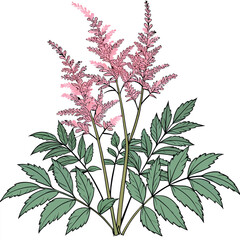 Bouvardia Flower Isolated