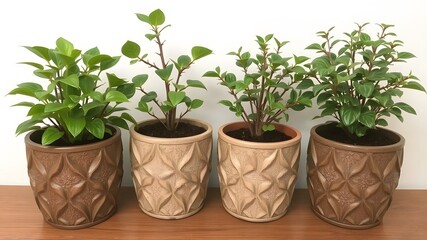 Fototapeta premium Four potted plants with patterned containers in a row Houseplants in decorative pots Home gardening