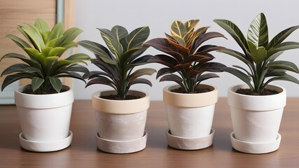 Fototapeta premium Four potted Dracaena plants in different colors and patterns Stylish home decor and interior design