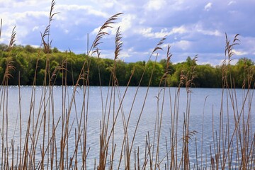 Paisaje de laguna con juncos en primer plano 