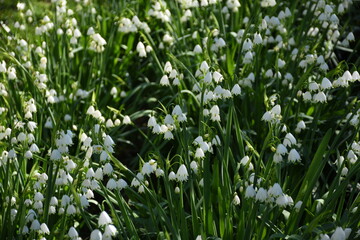 Fototapeta premium Beautiful clusters of white snowflakes flowers blooming in a lush green garden, creating a serene and tranquil atmosphere.