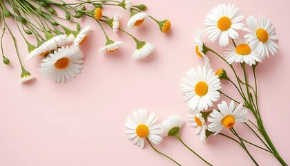 Lovely Daisies on Pink Background A Delicate Floral Arrangement