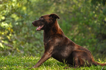 Fototapeta premium german shepherd dog