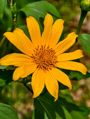 Flores montañas tropicales de america