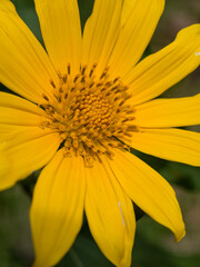 Flores montañas tropicales de america