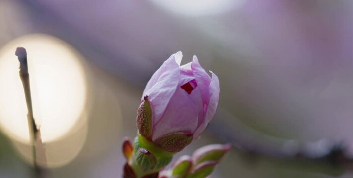 Time-lapse of a flower bud blooming, delicate petals unfolding in natural light