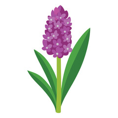 Fototapeta premium Hyacinth Botanical Art