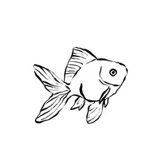 fish on a white background