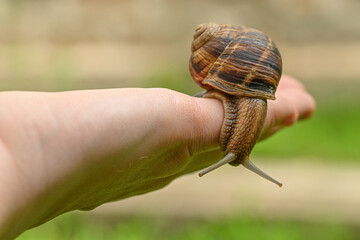 snail on hand