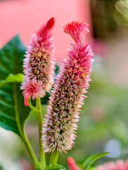 Flores montañas tropicales de america