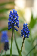 Muscari Armeniacum Grape Hyacinth Flower