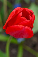 Obraz premium red tulip in the garden