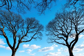 Two Leafless Trees Under a Clear Blue Sky with Fluffy Clouds