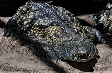 Nile crocodiles on the ground. Latin name - Crocodylus niloticus	
