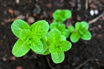 Mint plant